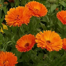 Load image into Gallery viewer, Calendula Ball's Orange Seeds