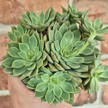 Load image into Gallery viewer, Echeveria sp.