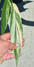Load image into Gallery viewer, Variegated Epipremnum amplissimum