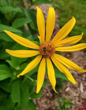 Load image into Gallery viewer, False Sunflower (Heliopsis helianthoides) PA NATIVE- BARE ROOT
