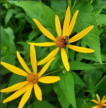 Load image into Gallery viewer, False Sunflower (Heliopsis helianthoides) PA NATIVE- BARE ROOT
