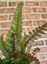 Load image into Gallery viewer, Autumn Fern (Dryopteris erythrosora)