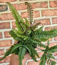 Load image into Gallery viewer, Autumn Fern (Dryopteris erythrosora)