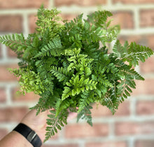 Load image into Gallery viewer, Rabbits Foot Fern (Davavilla fajeensis)