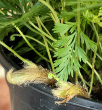 Load image into Gallery viewer, Rabbits Foot Fern (Davavilla fajeensis)