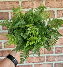 Load image into Gallery viewer, Rabbits Foot Fern (Davavilla fajeensis)