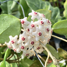 Load image into Gallery viewer, Hoya fungii