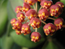 Load image into Gallery viewer, Hoya 'DS-70'