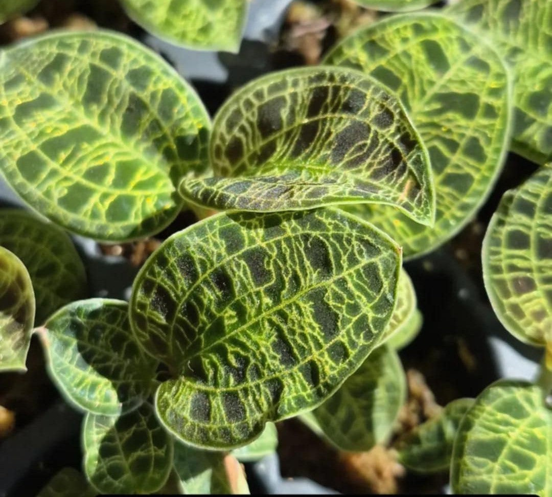 Jewel Orchid (Macodes petola) – Cedar Bridge Botanicals