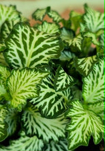 Load image into Gallery viewer, Premium Nerve Plants (Fittonia albivenis)