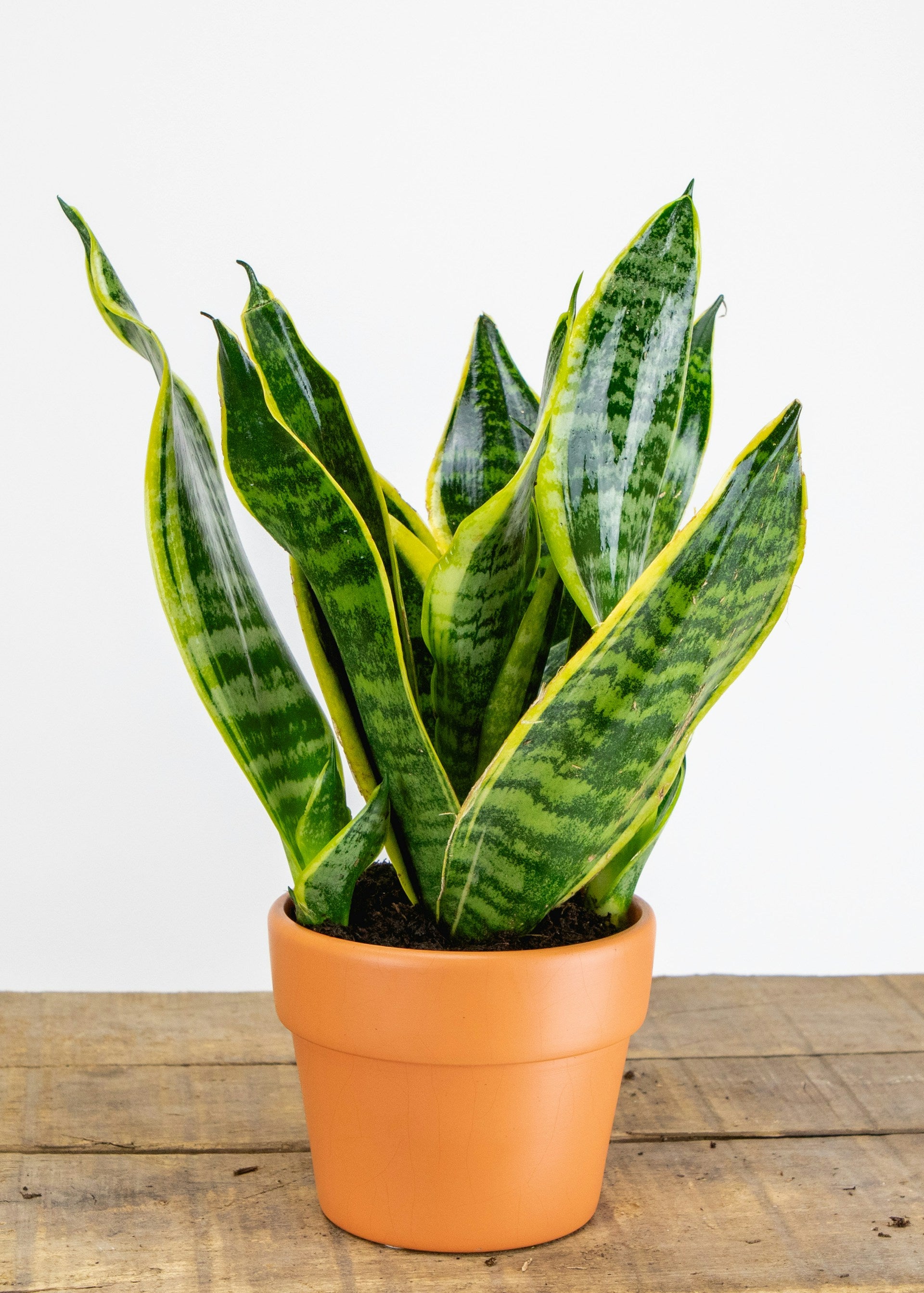 Variegated Snake Plant (Sansevieria laurentii) – Cedar Bridge Botanicals