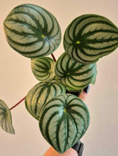 Load image into Gallery viewer, Watermelon Peperomia (Peperomia argyreia)