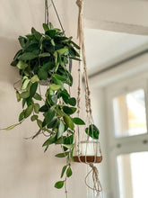 Load image into Gallery viewer, Hoya carnosa