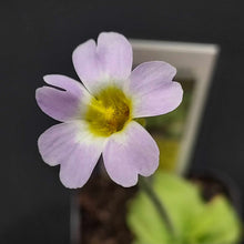Load image into Gallery viewer, Butterwort- Pinguicula primuliflora
