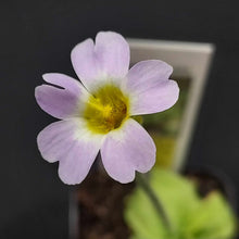 Load image into Gallery viewer, Butterwort- Pinguicula primuliflora