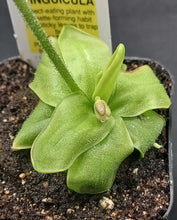 Load image into Gallery viewer, Butterwort- Pinguicula primuliflora
