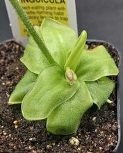 Load image into Gallery viewer, Butterwort- Pinguicula primuliflora