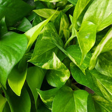 Load image into Gallery viewer, Pothos