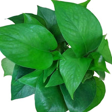 Load image into Gallery viewer, a jade pothos