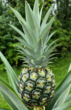 Load image into Gallery viewer, Pineapple (Ananas cosmosus)