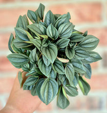 Load image into Gallery viewer, Peperomia 'Napoli Nights'