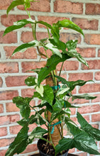 Load image into Gallery viewer, Syngonium albo Totem