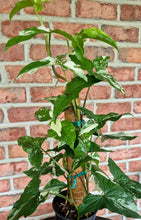 Load image into Gallery viewer, Syngonium albo