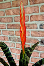 Load image into Gallery viewer, Flaming Sword Bromeliad (Vrisea 'Flaming Sword')