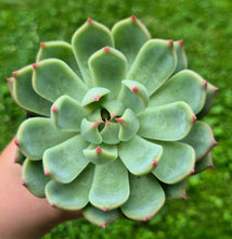 Load image into Gallery viewer, Echeveria 'Yummie'