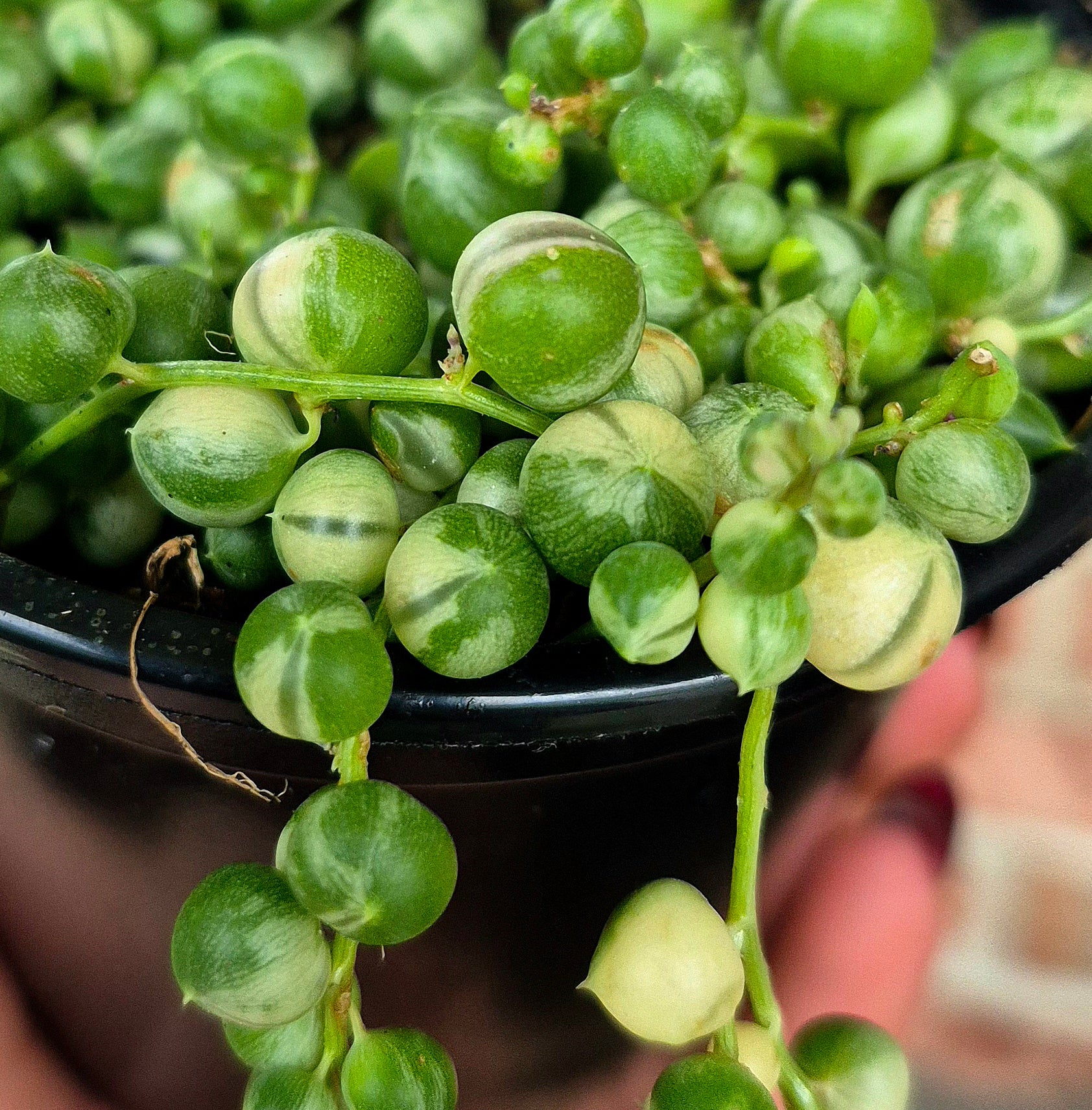 string of pearls variegata Variegated String of Pearls (Curio rowleyanus) – Cedar Bridge Botanicals
