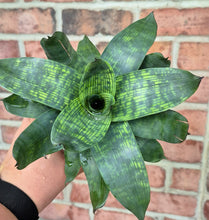 Load image into Gallery viewer, Bromeliad (Vriesea 'Giant Nova')