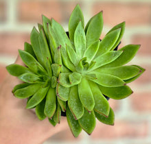 Load image into Gallery viewer, Echeveria agavoides 'Miranda'