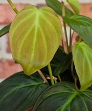 Load image into Gallery viewer, Philodendron micans