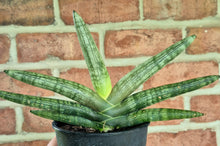 Load image into Gallery viewer, Starfish Snake Plant (Dracaena 'Starfish')