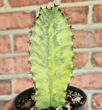 Load image into Gallery viewer, Euphorbia ammak variegata