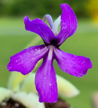 Load image into Gallery viewer, Pinguicula 'Huahuapan'