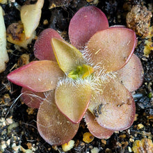 Load image into Gallery viewer, Pinguicula 'Crystal' (Butterwort)