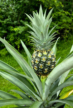 Load image into Gallery viewer, Pineapple (Ananas cosmosus)
