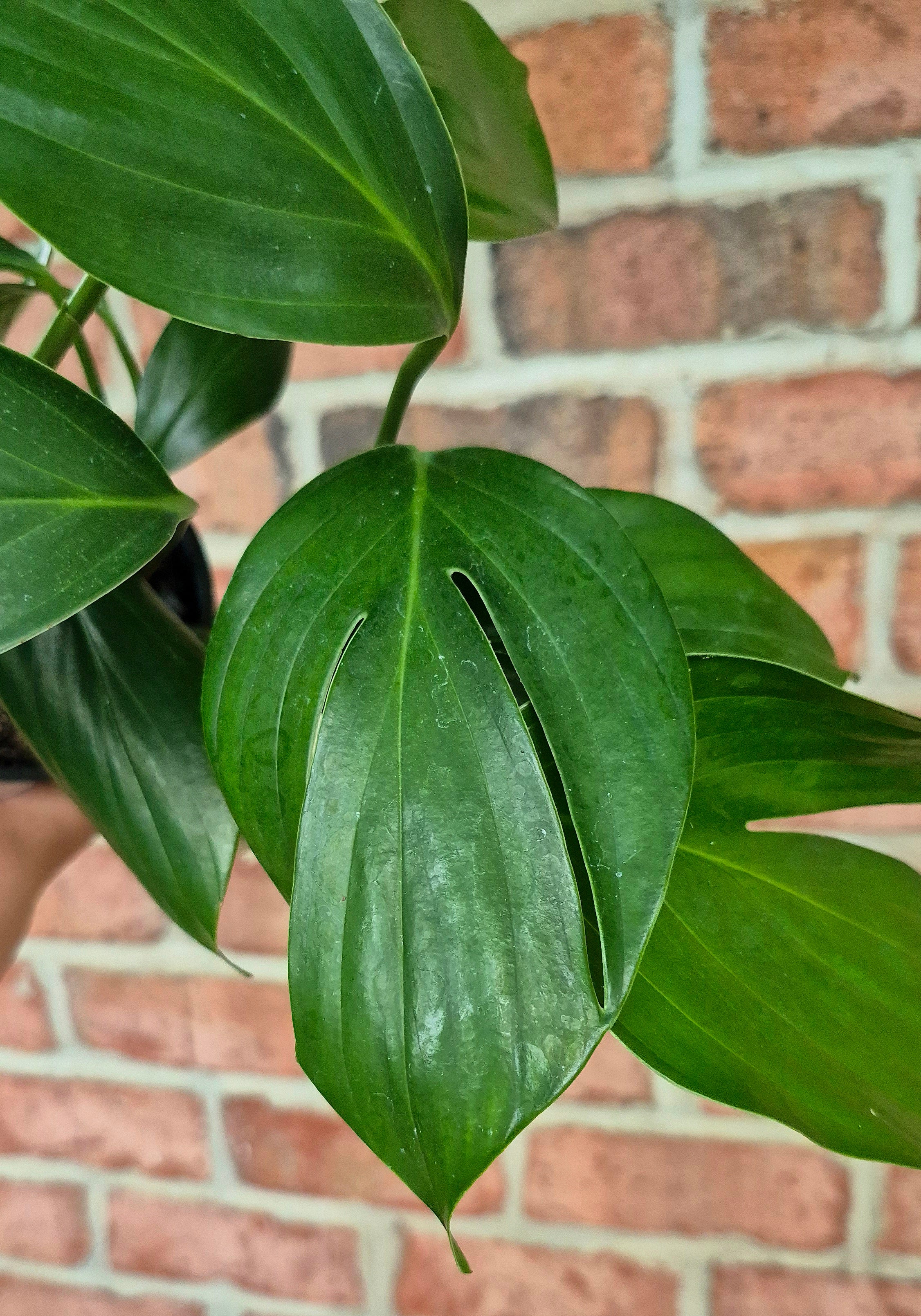Dragon Tail (Rhaphidophora decursiva) – Cedar Bridge Botanicals