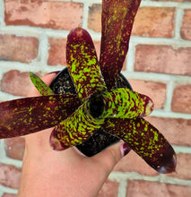 Load image into Gallery viewer, Neoregelia marmorata