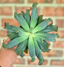 Load image into Gallery viewer, Echeveria 'Tom Thumb'