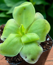 Load image into Gallery viewer, Pinguicula 'Huahuapan'