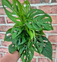Load image into Gallery viewer, Swiss Cheese Plant (Monstera adansonii)