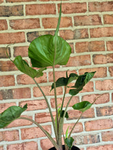 Load image into Gallery viewer, Alocasia 'Stringray'