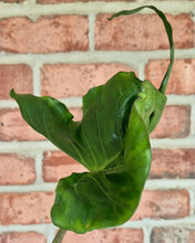 Load image into Gallery viewer, Alocasia 'Stringray'