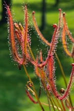 Load image into Gallery viewer, Drosera binata (Staghorn Sundew)