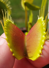 Load image into Gallery viewer, Venus Flytrap 'King Henry' (Dionaea muscipula 'King Henry')
