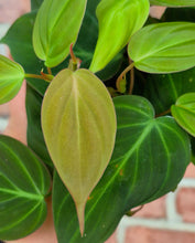 Load image into Gallery viewer, Philodendron micans