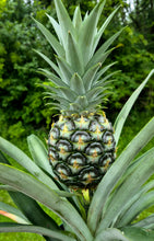 Load image into Gallery viewer, Pineapple (Ananas cosmosus)