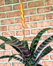 Load image into Gallery viewer, Flaming Sword Bromeliad (Vrisea 'Flaming Sword')